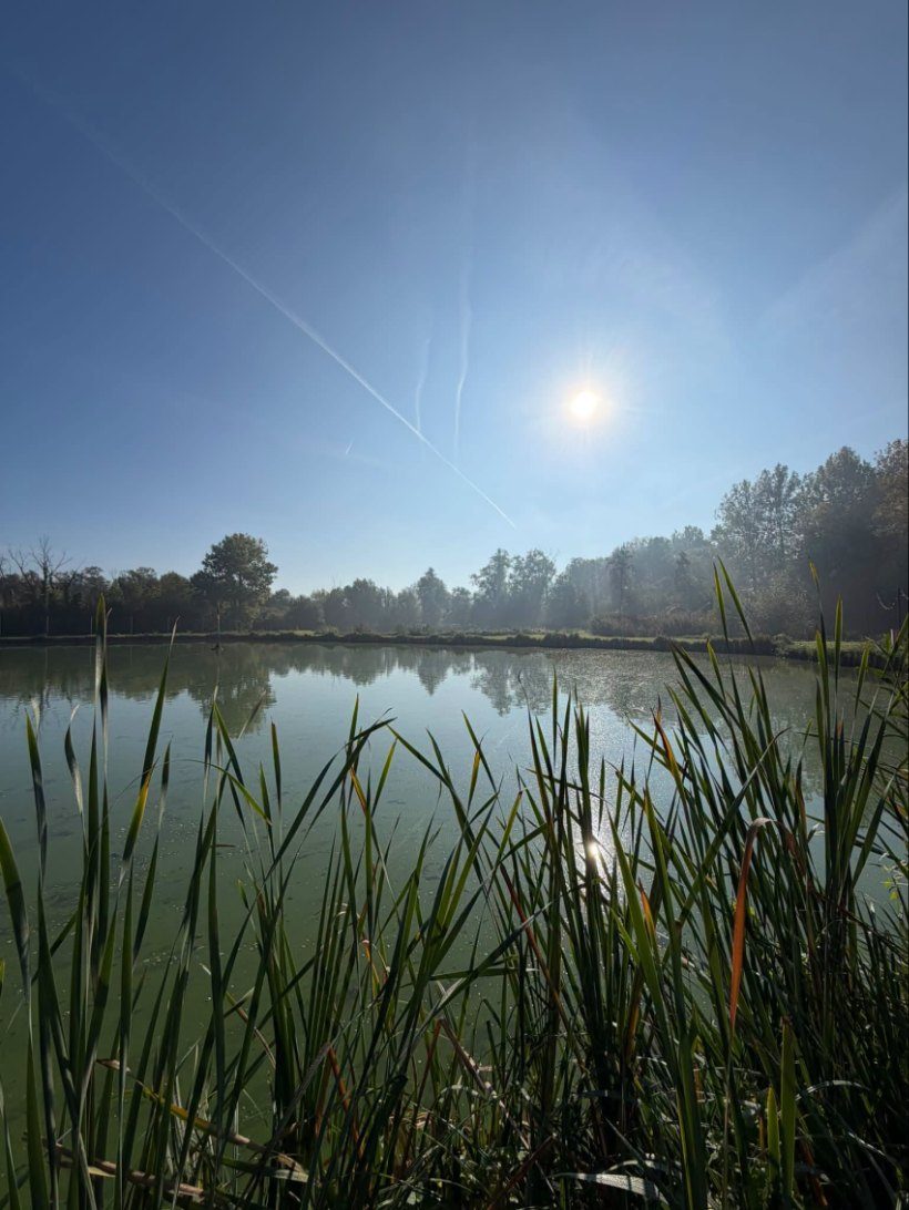 De vijver met riet in de namiddagzon.